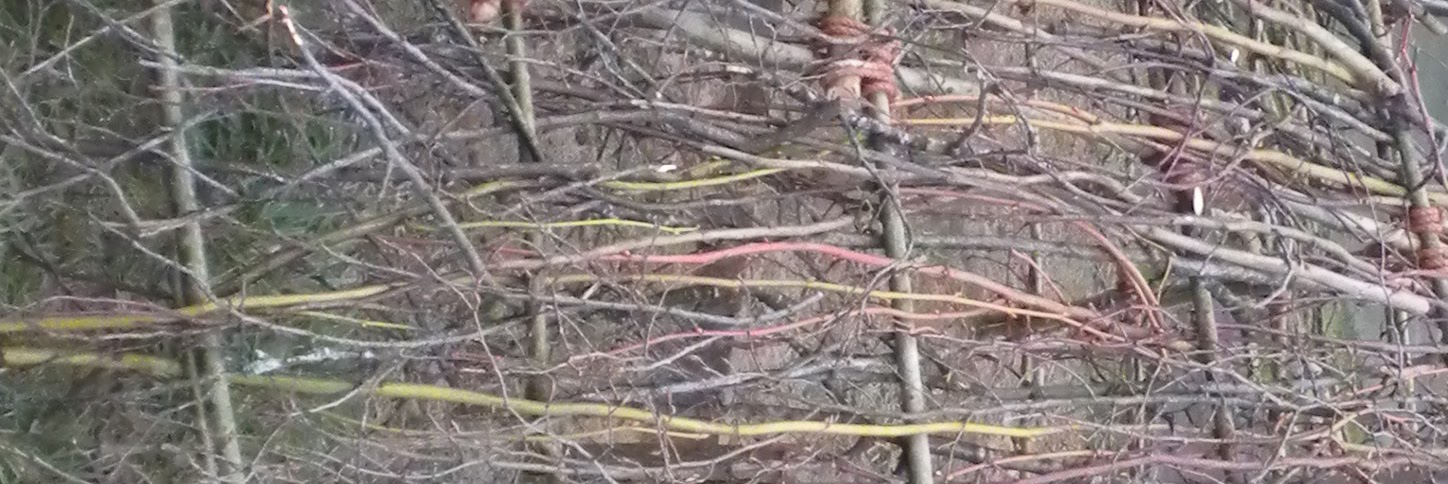 DSCN5597__2_.JPG