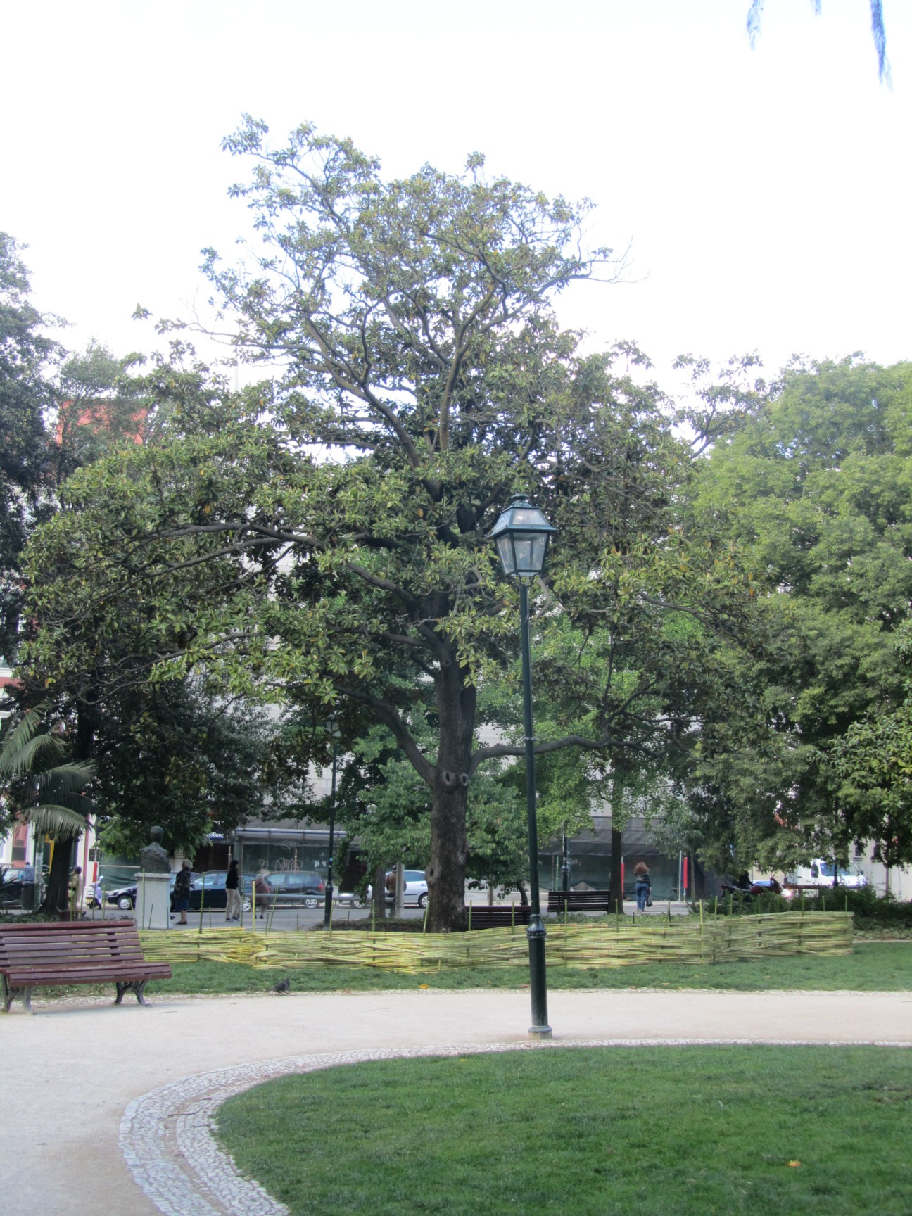 Árvore dos Desejos
