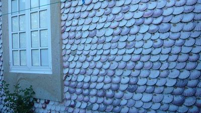 Vieiras do Camiño