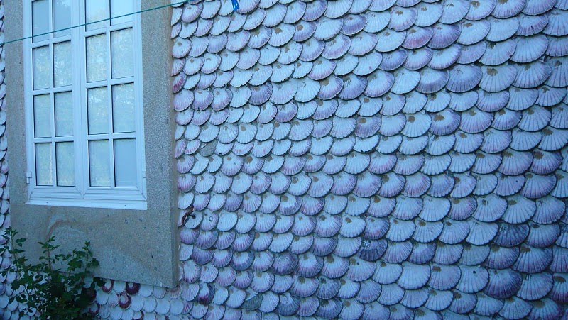 Vieiras do Camiño